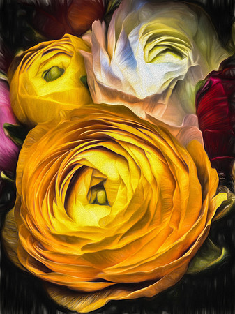 Ranunculus-24