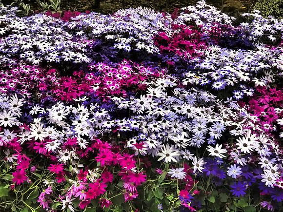 Butchart Gardens May 2012-4-2