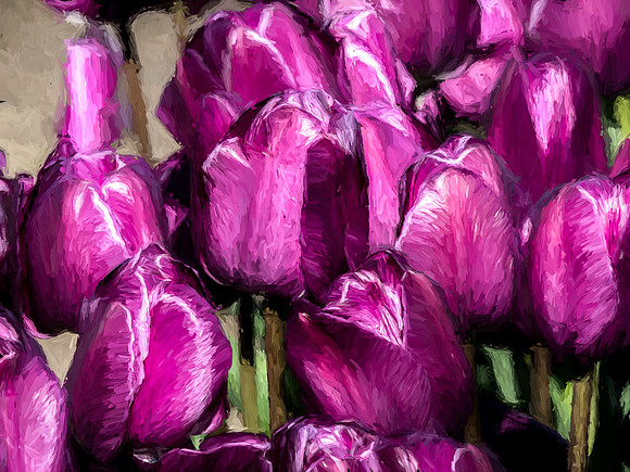 Skagit Valley Tulip Festival 2018 Set 1-15
