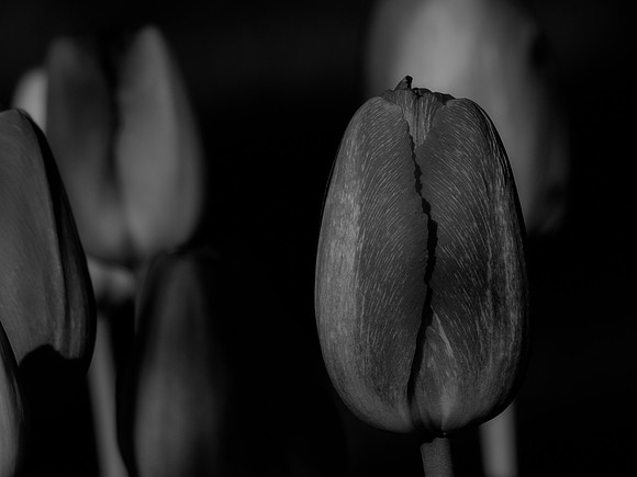 Skagit Valley Tulip Festival 2018 Set 1-7