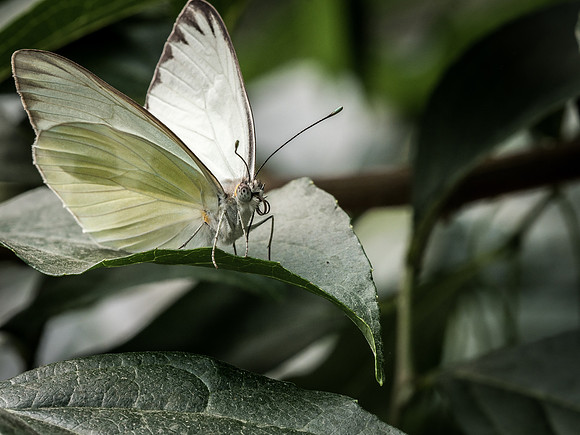 Butterflies May 2018 Set 2-6