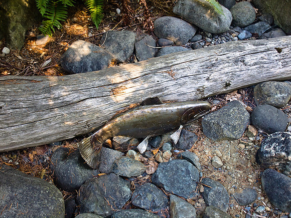 Bellingham Volkswalk 2011-28