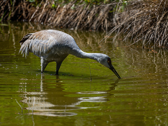 George C. Reifel Bird Sanctuary 5-7-19 set 2-21