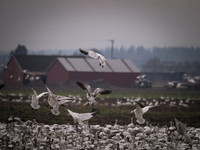 Skagit Valley 11-23-19