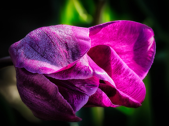 Skagit Valley Tulip Festival 2018 Set 1-20