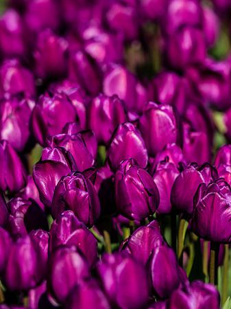 Skagit Valley Tulip Festival 2018 Set 1-14