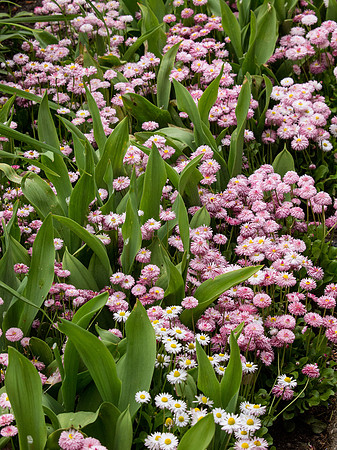 Butchart Gardens May 2012-30-2