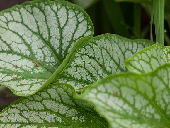 Butchart Gardens May 2012-57-2