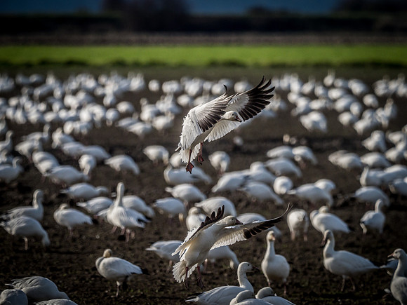 Skagit Valley Birds 11-11-18 (25 of 26)