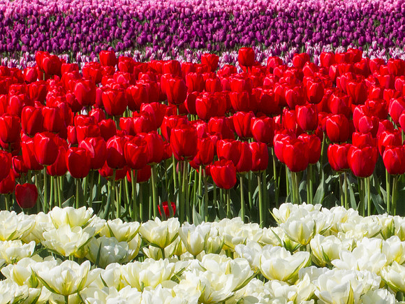 Tulips_-16