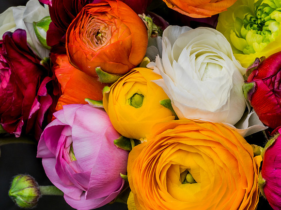 Ranunculus-8