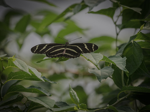 Butterflies May 2018 Set 1-14