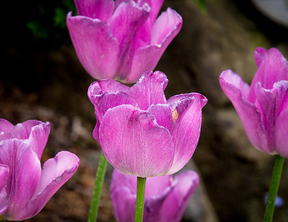 Butchart Gardens May 2012-25-2