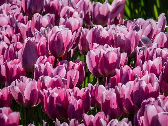 Skagti Valley Tulip Festival 2018 Set 2-19
