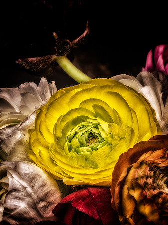 Ranunculus-21