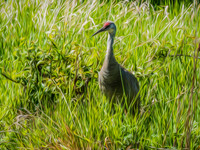 George C. Reifel Bird Sanctuary 5-7-19 set 2-16