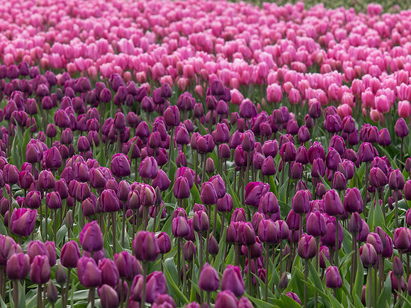 Tulips_-10