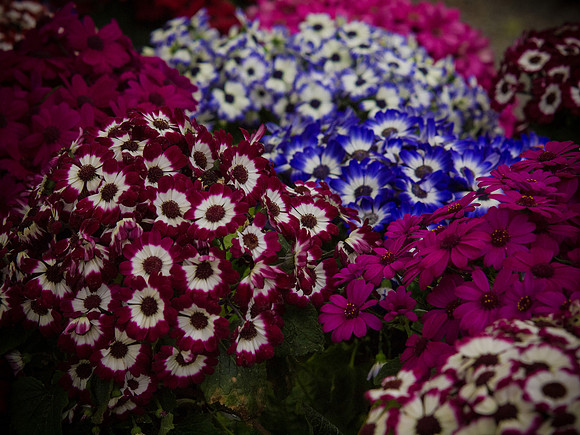 Butchart Gardens May 2012-48-2