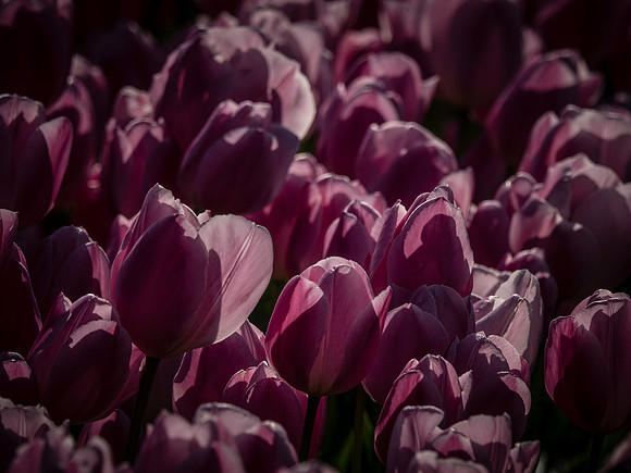 Skagti Valley Tulip Festival 2018 Set 2-9