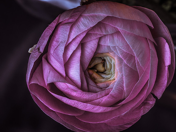 Ranunculus-12