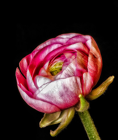 Ranunculus-5