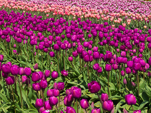 Tulips_-26