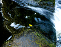 Bellingham Volkswalk 2011-9