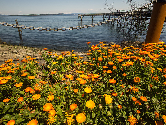 Sidney_BC Volkswalk May 2012-20