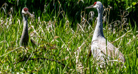 George C. Reifel Bird Sanctuary 5-7-19 set 2-12
