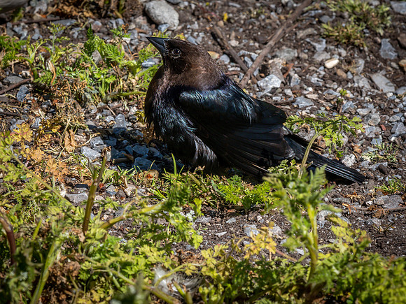 George C. Reifel Bird Sanctuary 5-7-19 set 2-26