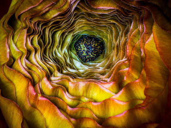 Ranunculus-4