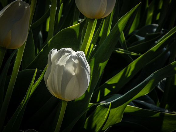 Skagti Valley Tulip Festival 2018 Set 2-20