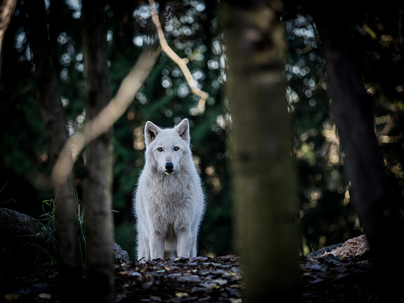Woodland Park Zoo 11-18-18-5