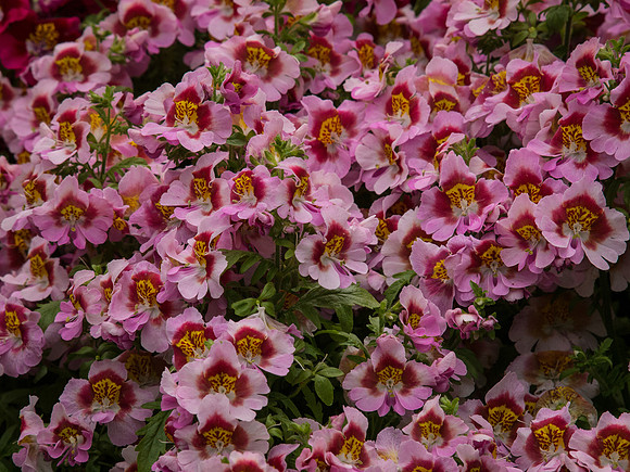Butchart Gardens May 2012-32-2