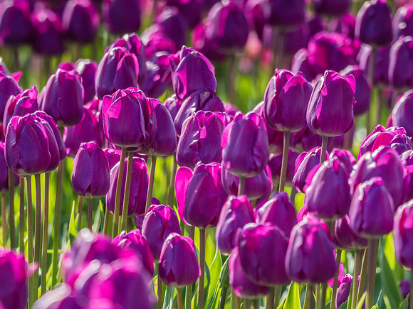 Skagti Valley Tulip Festival 2018 Set 2-14