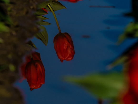Skagti Valley Tulip Festival 2018 Set 2-7