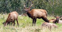 Elk @ North Bend, WA 10-4-20