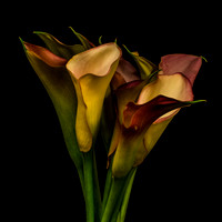 Calla Lillies