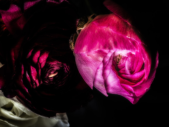 Ranunculus-20