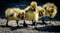 George C. Reifel Bird Sanctuary 5-7-19 set 2-3