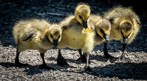 George C. Reifel Bird Sanctuary 5-7-19 set 2-3