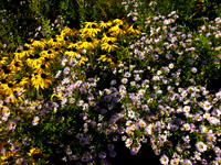 Bellingham Volkswalk 2011-3