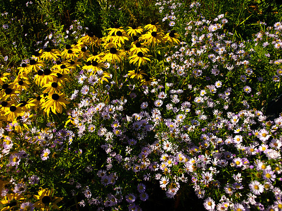 Bellingham Volkswalk 2011-3