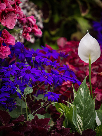 Butchart Gardens May 2012-41-2