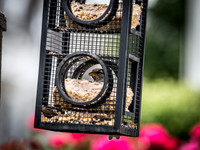Cape Cod Wildlife 2018 Set 1-3