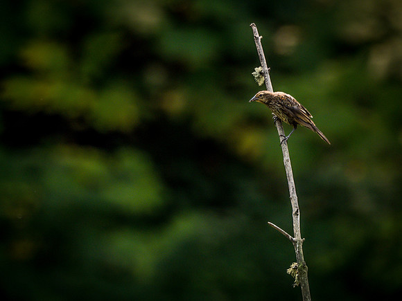 Flaming Gorge State Park 8-12-18-11