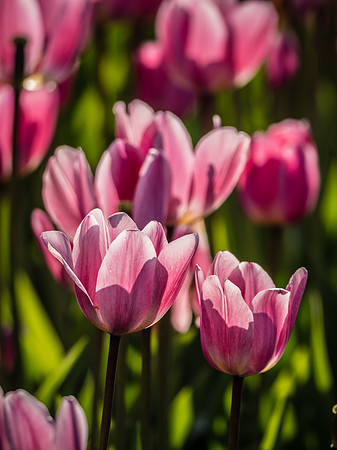 Skagti Valley Tulip Festival 2018 Set 2-15