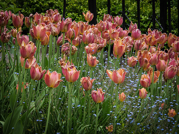 Butchart Gardens May 2012-54-2