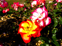 Bellingham Volkswalk 2011-8