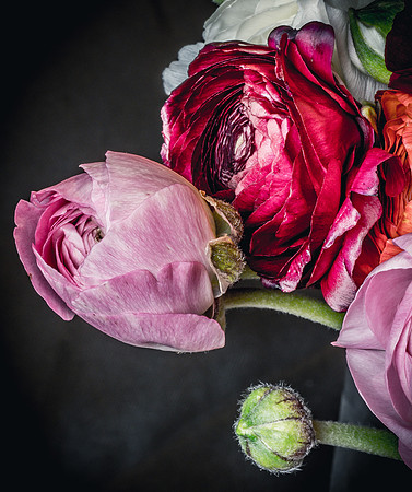 Ranunculus-7